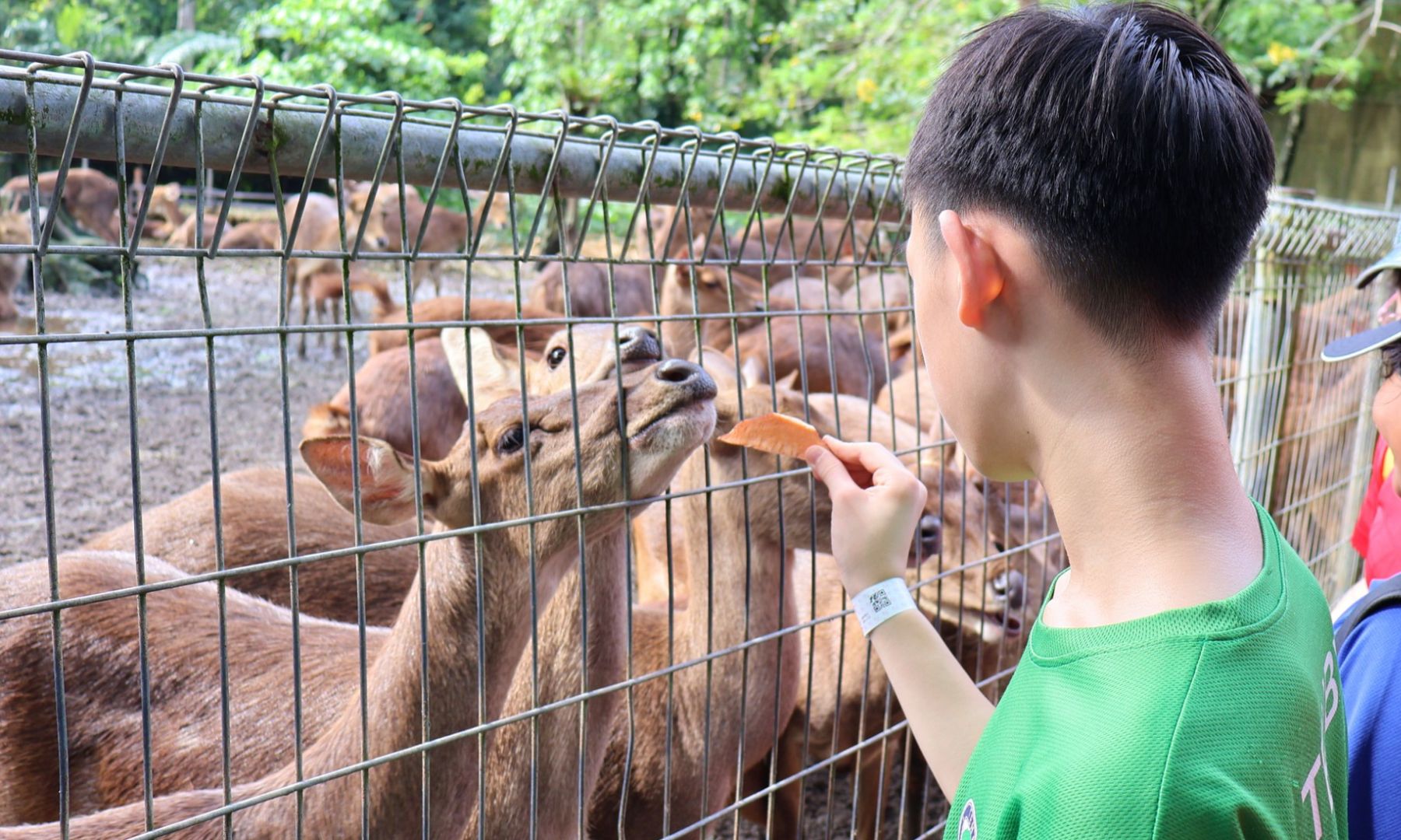 お子様も安心してできる！小動物（鹿やワラビー）へのエサやり体験